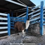 Fazenda à Venda em Silvânia/GO WhatsApp Image 2025 11 13 At 13.10.08 1 150x150