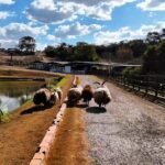 Fazenda à Venda em Silvânia/GO WhatsApp Image 2025 11 13 At 13.10.09 1 150x150