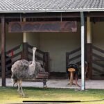 Fazenda à Venda em Silvânia/GO WhatsApp Image 2025 11 13 At 13.10.10 2 150x150